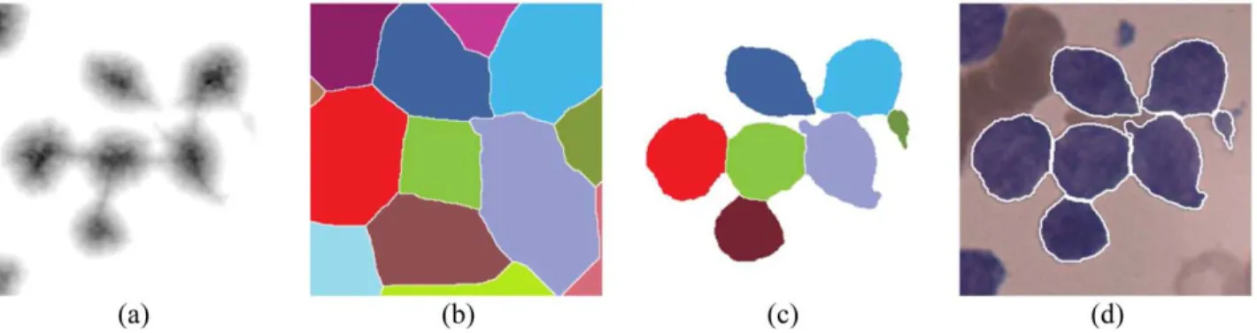 Figure 5. Marking function definition and watershed segmentation steps: (a) topographic surface used as the marking function, (b) water- water-shed lines, (c) segmented cells after superimposing the binary mask on the waterwater-shed lines (cells found on 
