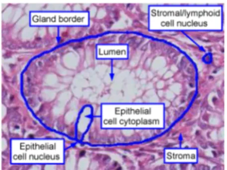 Fig. 2. Cellular, stromal, and luminal components of a colon tissue.