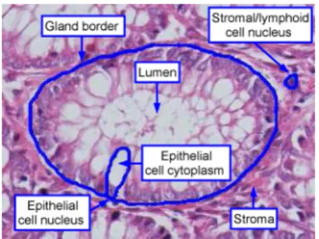 Fig. 2. Cellular, stromal, and luminal components of a colon tissue.