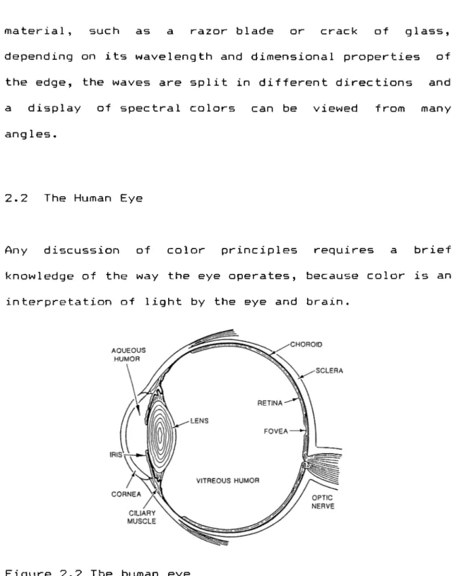Figure  2.2  The  human  eye