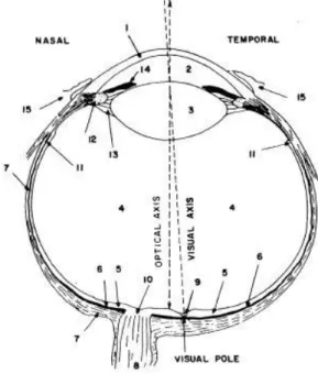 Figure 2.1 Structure of a human (right) eye. (1) cornea, (2) aqueous humor, (3) lens,  (4)vitreous body, (5) retina, (6) choroid, (7) sclera, (8) optic nerves, (9) fovea, (10) optic  disk, (11) front edge of retina, (12) ciliary muscle, (13) zonule fibers,