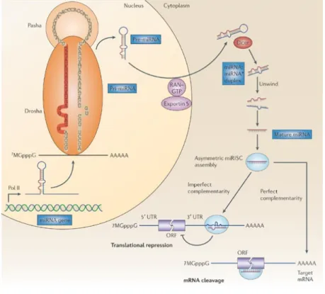 Figure  1.3.  Schematic  demonstration  of  miRNA  formation  and  function  (Reprinted  by  permission from Nature Publishing Group: [Nature Reviews Cancer] [33], Copyright (2006).) 