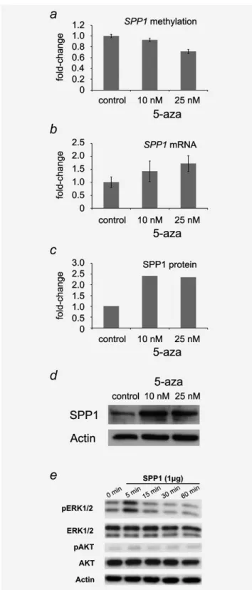 Figure 4. SPP1 mRNA and protein expression levels are inversely correlated to DNA methylation after decitabine treatment in vitro, and SPP1 activates intracellular signaling cascades in GIST882 cells