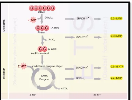 Figure 2. An illustration from the MEB textbook contains errors in the number of  ATP that are produced in cytoplasm and mitochondria