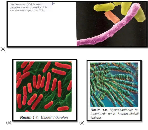 Figure 4. Example photomicrographs from the two textbooks (a) photomicrograph of  anaerobic bacteria from the IBDP textbook (Damon et al., 2007); (b) 