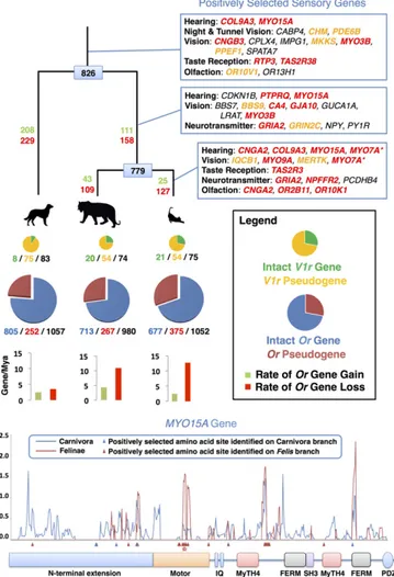 Fig. 1. Dynamic evolution of feline sensory repertoires (Upper). The phy- phy-logenetic tree depicts relationships scaled to time between dog, tiger, and domestic cat