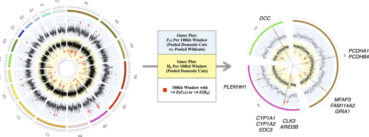 Fig. 2. Sliding window analyses identify five regions of putative selection in the domestic cat genome