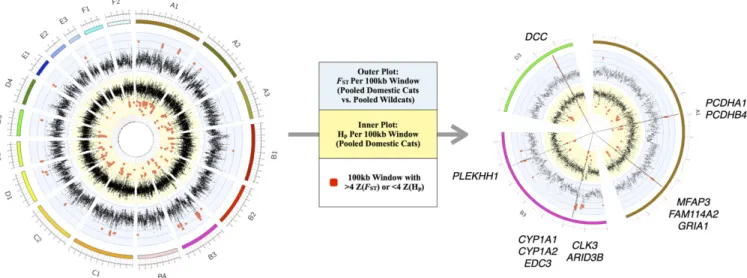 Fig. 2. Sliding window analyses identify five regions of putative selection in the domestic cat genome