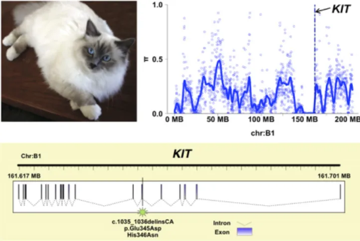 Fig. 4. Genetics of the gloving pigmentation pattern in the Birman cat. The paws of the Birman breed (Top Left) are distinguished by white gloving
