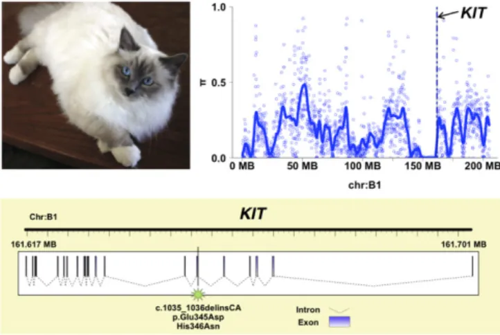Fig. 4. Genetics of the gloving pigmentation pattern in the Birman cat. The paws of the Birman breed (Top Left) are distinguished by white gloving