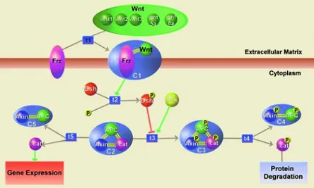 Fig. 1. Canonical wnt pathway represented by Patika ontology, including molecular complexes (e.g., C2) and various abstractions (e.g., Wnt and Protein Degradation).