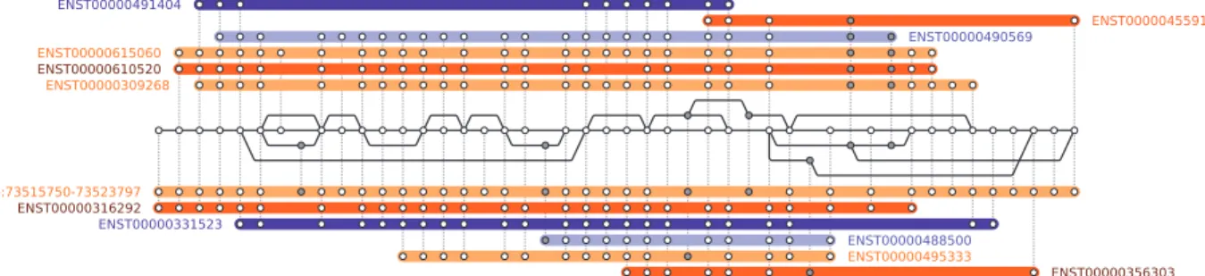 Figure 1. A sequence graph assembled from the Homo sapiens reference genome and all transcripts of the EEF1A1 gene in Ensembl v80 [93]