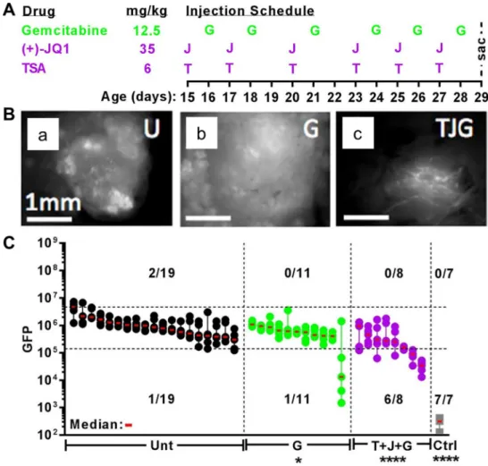 Figure 5.  PDA growth in vivo dramatically suppressed by Gem combined with HDAC and BRD4 inhibitors  (TSA + JQ1)