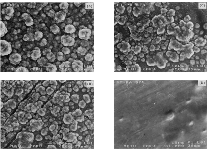 Fig.  2.  SEM  micrographs:  (A) pure  PTh, solution side;  (B)  PTh/PA electrolytic  film,  solution  side; (C)  washed PTh/PA electrolytic  film; (D) PTh/PA  electrolytic  film,  electrode side