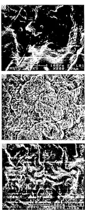 Fig.  1. SEM  micrographs  of  (a)  electrode  side  of composite  film  (86% 