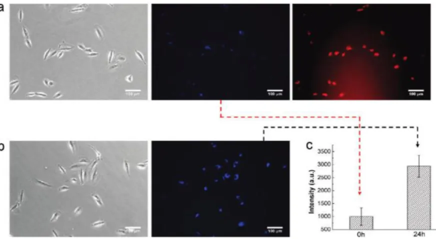 Figure  2.  15.  Light  and  fluorescence  miscroscopy  images  of  A549  cell  after  incubation  with  PFO/PG-DOX  for  (a)  0  and  (b)  24  h  and  (c)  the  fluorescence  recovery  of  PFO