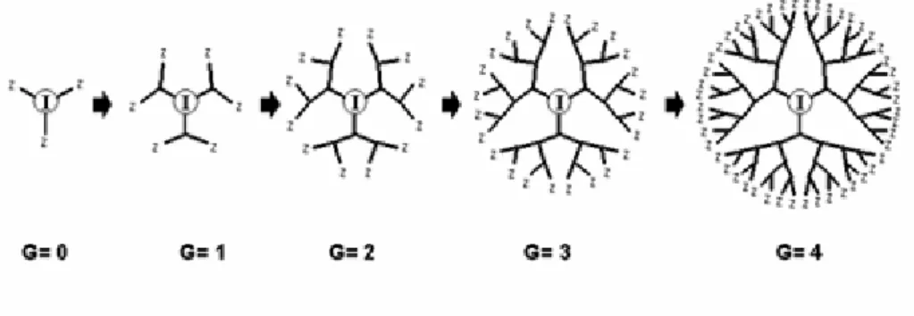 Fig. 1.13- Representation of dendrimer structure growth after 4 generations 