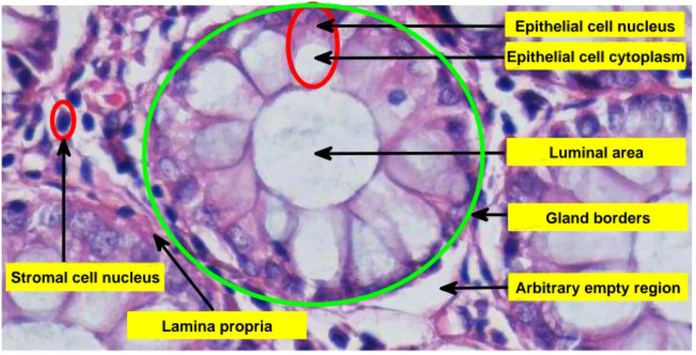 Figure 2.1: The layout of a colon tissue stained with the H&amp;E technique