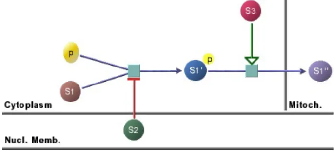 Fig. 1. An example illustrating the basics of the assumed ontology. The states, transi- transi-tions, and interactions (substrates such as the one with source S1, products such as the one with target S1  , and eﬀectors such as the one with source S2) are 