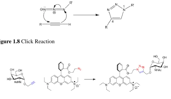 Figure 1.8 Click Reaction 