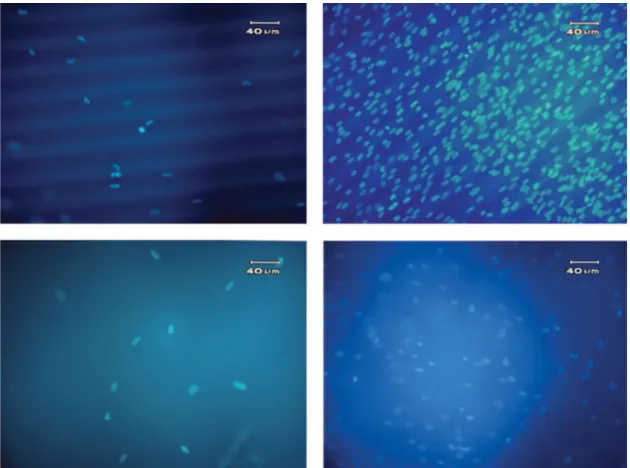 Figure 4. Fluorescent micrographs of DAPI-stained keratocytes on patterned and unpatterned collagen ﬁlms