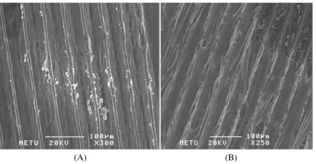 Figure 5. SEM micrographs of keratocyte seeded patterned collagen ﬁlms. (A) Day 7; (B) day 14