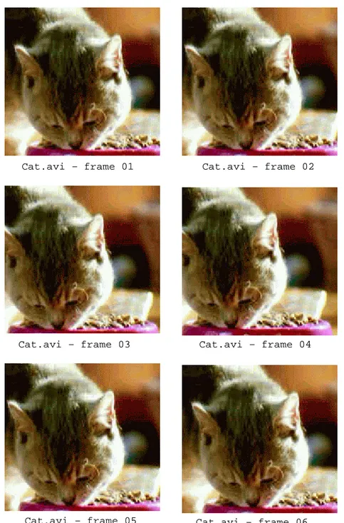 Figure 3.8: A Set of Frames from Cat.avi.