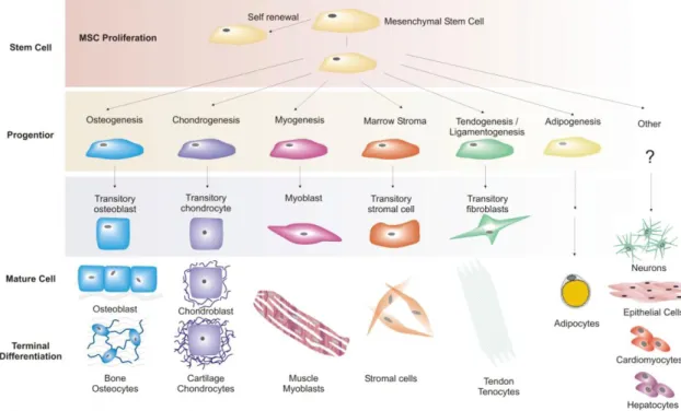 Figure 1.1.4 1 MSC multilineage differentiation potential (Caplan and Bruder  2001) 