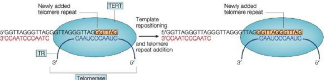 Figure 1.2 1 Elongation of telomeres by the enzyme telomerase (Manthon and  Lloyd, 2001) 