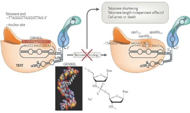 Figure 1.2.3 1 Action mechanism of GRN163L on telomerase (Harley 2008) 