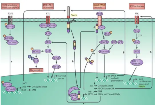 Figure  1.6:  Notch  signaling  crosstalk  with  other  signaling  pathways  in  carcinogenesis (adapted from Ranganathan et al., 2011  83 )