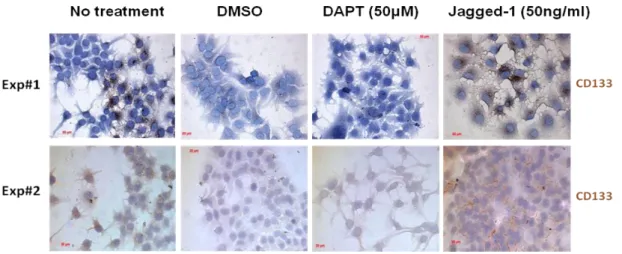Figure 3.16: Immunoperoxidase assay results showing colony formation experiment  with  Notch  agonists  and  antagonist  to  understand  their  effects  CD133  positivity