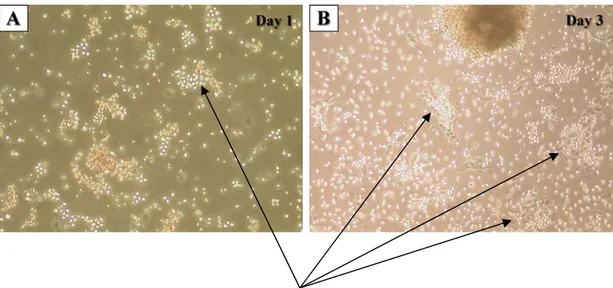 Figure 4.1A-D - Photomicrographic investigations of rat bone marrow in isolation phases (Mag = 10X)