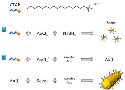 Figure 5. Mechanism of seed-mediated growth method for preparation of gold nanorods. 