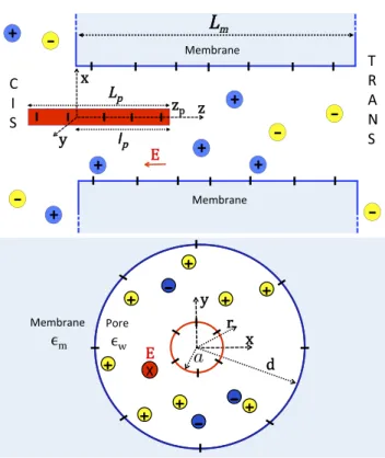 FIG. 1. Schematic representation of the model of a translocating rigid poly- poly-mer through the nanopore: side view (top panel) and top view (bottom panel).
