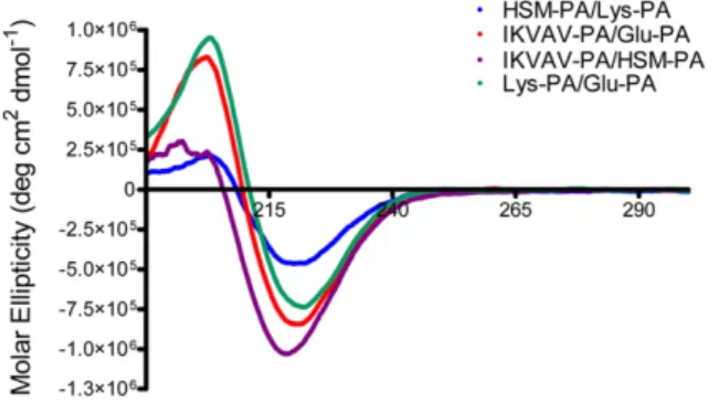 Fig. 3. PA substrates are biocompatible and support adhesion and neurite outgrowth of PC-12 cells