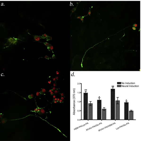Fig. 4. PC-12 cells cultured on PA scaffolds differentiate into neural cells by ceasing proliferation and they express synaptophysin, predominantly localized in nerve terminals.