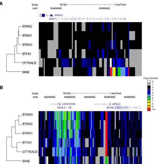 Figure 4. Cluster analysis of copy number variable genes in individual cattle. (A) Copy number values for each animal were plotted within the AOX1 locus (chr2:93376314-93484307) using the color scheme depicted in the legend