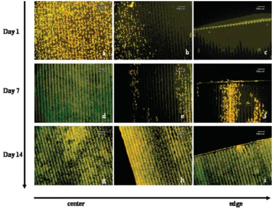 Figure 6. D407 cells on A3 micropatterned, ﬁbronectin coated ﬁlms, stained with Acridine orange