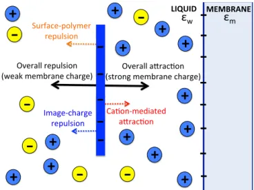 FIG. 1. Schematic representation of the negatively charged poly- poly-mer impoly-mersed in a symmetric electrolyte and interacting with the like-charged dielectric membrane