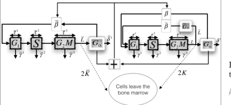 Fig. 1. Interconnected model of healthy cells (left) and cancerous cells (right)
