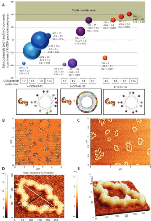 Fig. 1. Physical properties of CpG ODN/cationic peptide complexes prepared using var- var-ious ODN/peptide ratios