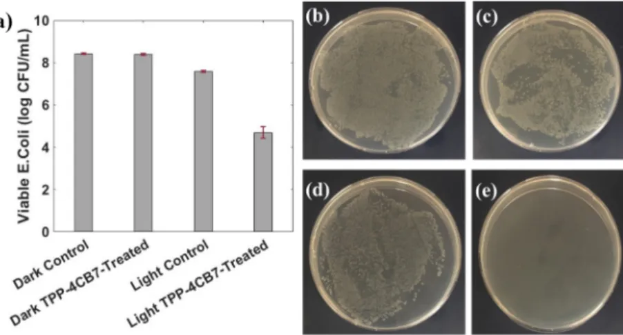 Figure 2. SEM images of (a) E. coli. only, no light, (b) TPP-4CB7 (5.7 μM)-treated E. coli bacteria, no light, (c) E