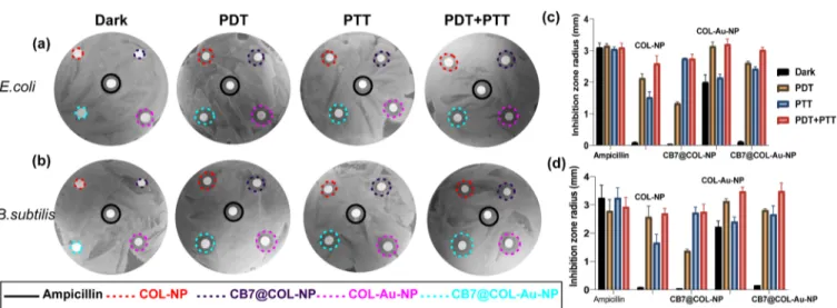 Figure 5. Plate photographs of agar disk diﬀusion assays of (a) E. coli and (b) B. subtilis, which were treated with 12.4 μg/mL of ampicillin, COL- COL-NPs, CB7@COL-COL-NPs, COL-Au-COL-NPs, and CB7@COL-Au-NPs in the dark, under 3 min white light illuminati