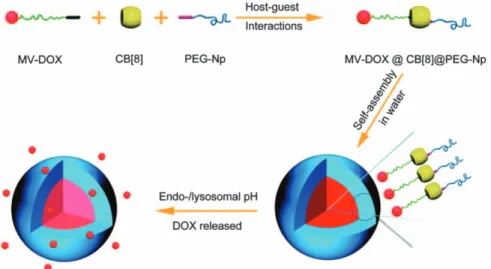 Figure 7.2 Schematic presentation of pH-responsive supramolecular prodrug micelle formation through ternary complexation of CB[8] with methyl viologen–conjugated doxorubicin (MV-DOX) and  naphthalene-terminated poly(ethylene glycol) (PEO-Np) for intracellu