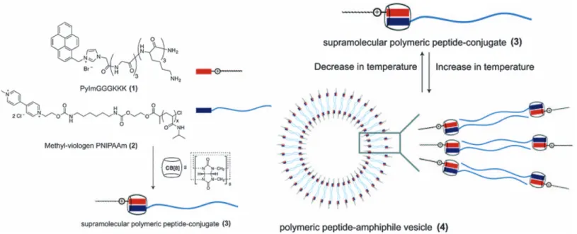 Figure 7.3 The chemical structures of pyrene-imidazolium–labeled peptide and viologen-functionalized PNIPAAm; their ternary complex with CB[8] and the subsequent temperature-induced formation of a supramolecular polymeric peptide vesicle.