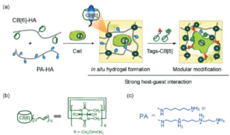Fig. 19 Schematics of (a) supramolecular monoCB6/DAH-HA hydrogels encapsulating hMSCs and TGF- β3 with modularly modiﬁed Dexa-CB6 by the strong host –guest interaction between CB6 and DAH