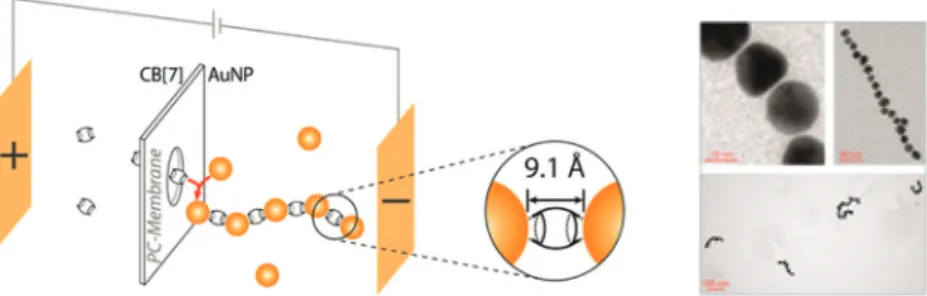 Fig. 4 The preparation of a gold nanoparticle-polymer nanocomposite using host –guest chemistry of CB8