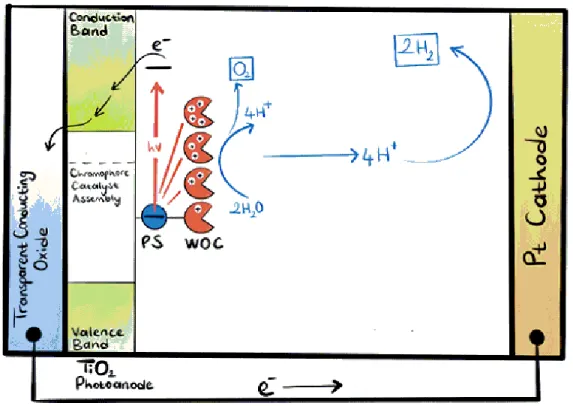 Figure 1.1: Generalized phenomena for electron transfer in water oxidation pro- pro-cess.