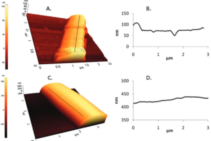 Fig. 4 (A) AFM image and (B) ﬁber axis cross-section proﬁle of the nanoﬁber obtained from 160% (w/v) MbCD in water